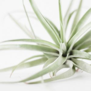 plante seule