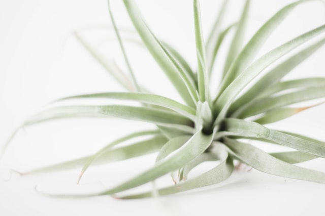 plante seule
