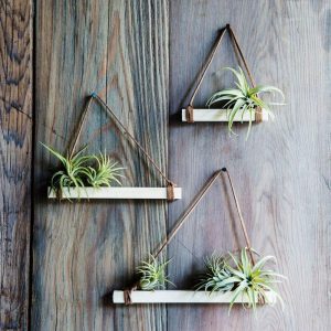 Plantes