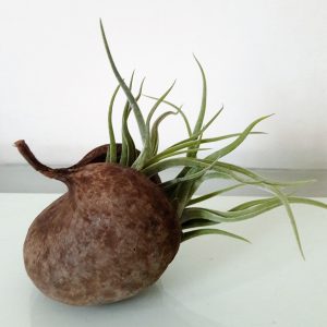 plante avec support