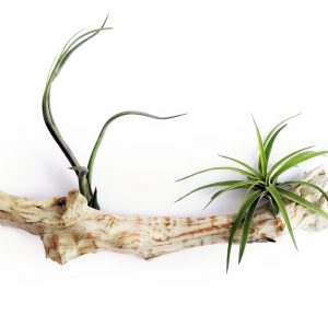 tillandsia sur support