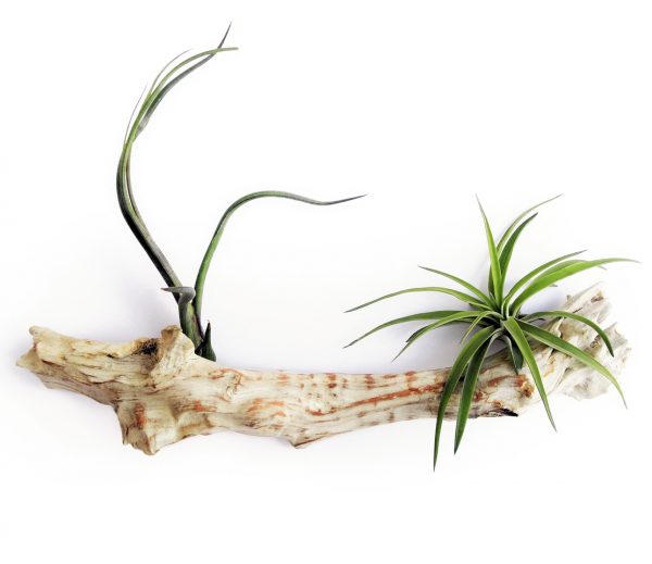 tillandsia sur support