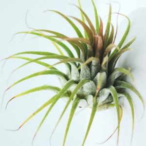 plante Tillandsia